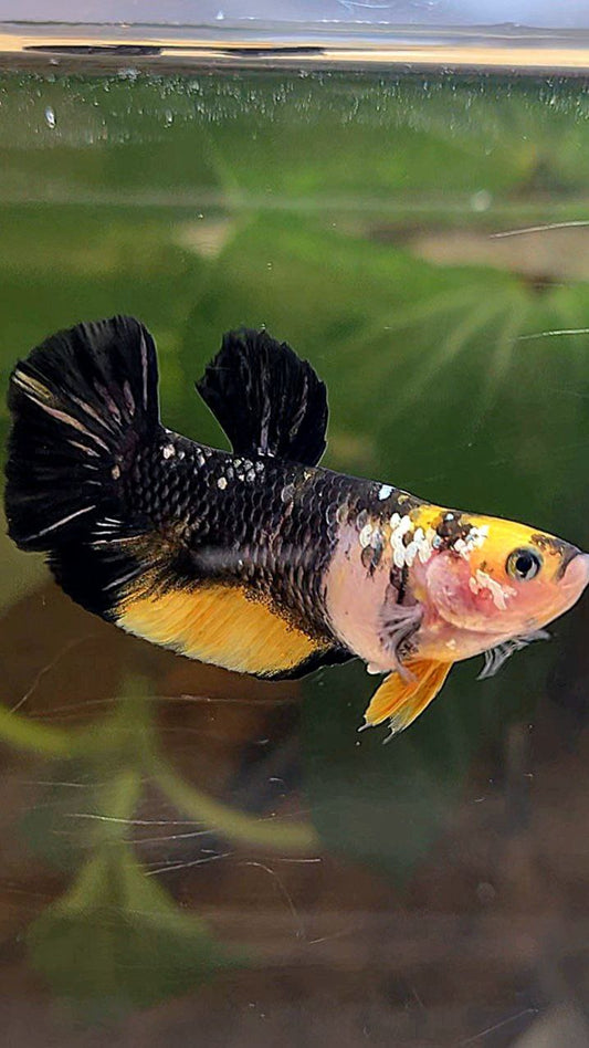 FEMALE PLAKAT YELLOW KOI BLACK GALAXY COPPER BETTA FISH