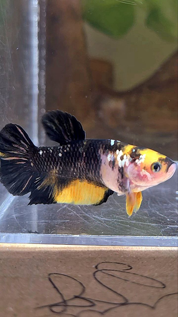 FEMALE PLAKAT YELLOW KOI BLACK GALAXY COPPER BETTA FISH