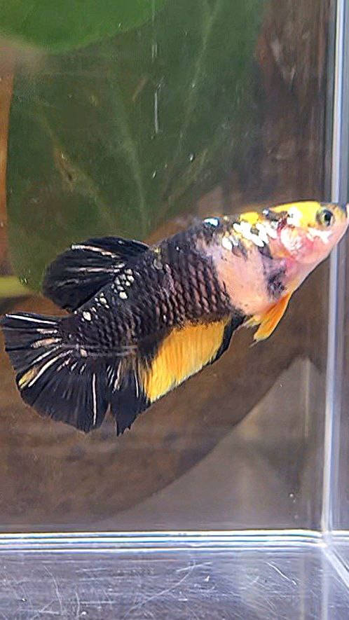 FEMALE PLAKAT YELLOW KOI BLACK GALAXY COPPER BETTA FISH