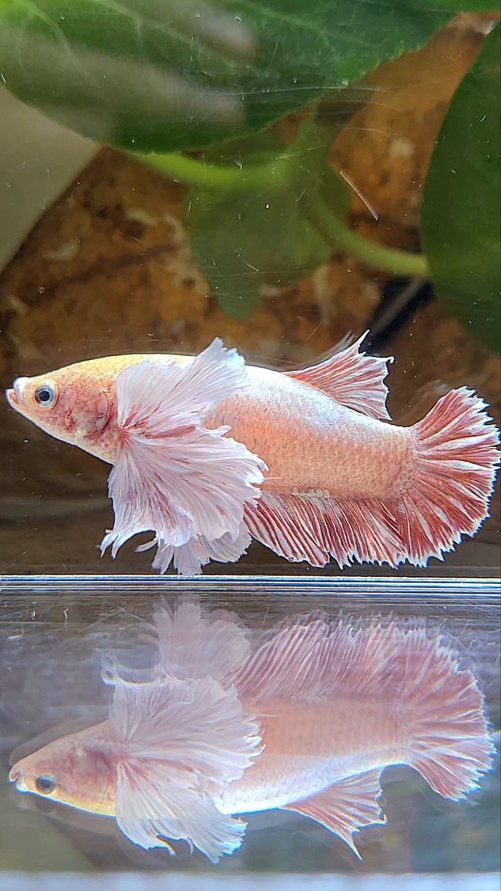 FEMALE PLAKAT SUPER DUMBO EAR WHITE LAVENDER BETTA FISH