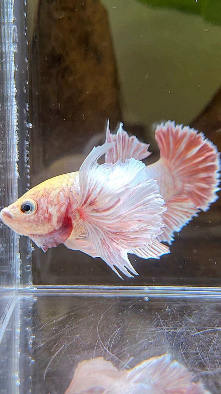 FEMALE PLAKAT SUPER DUMBO EAR WHITE LAVENDER BETTA FISH