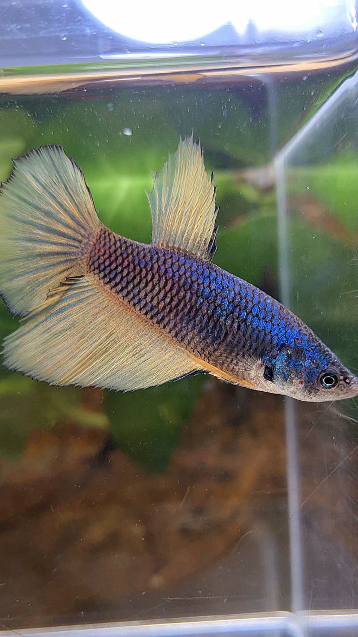 FEMALE HALFMOON BLUE YELLOW MUSTARD GAS BETTA FISH