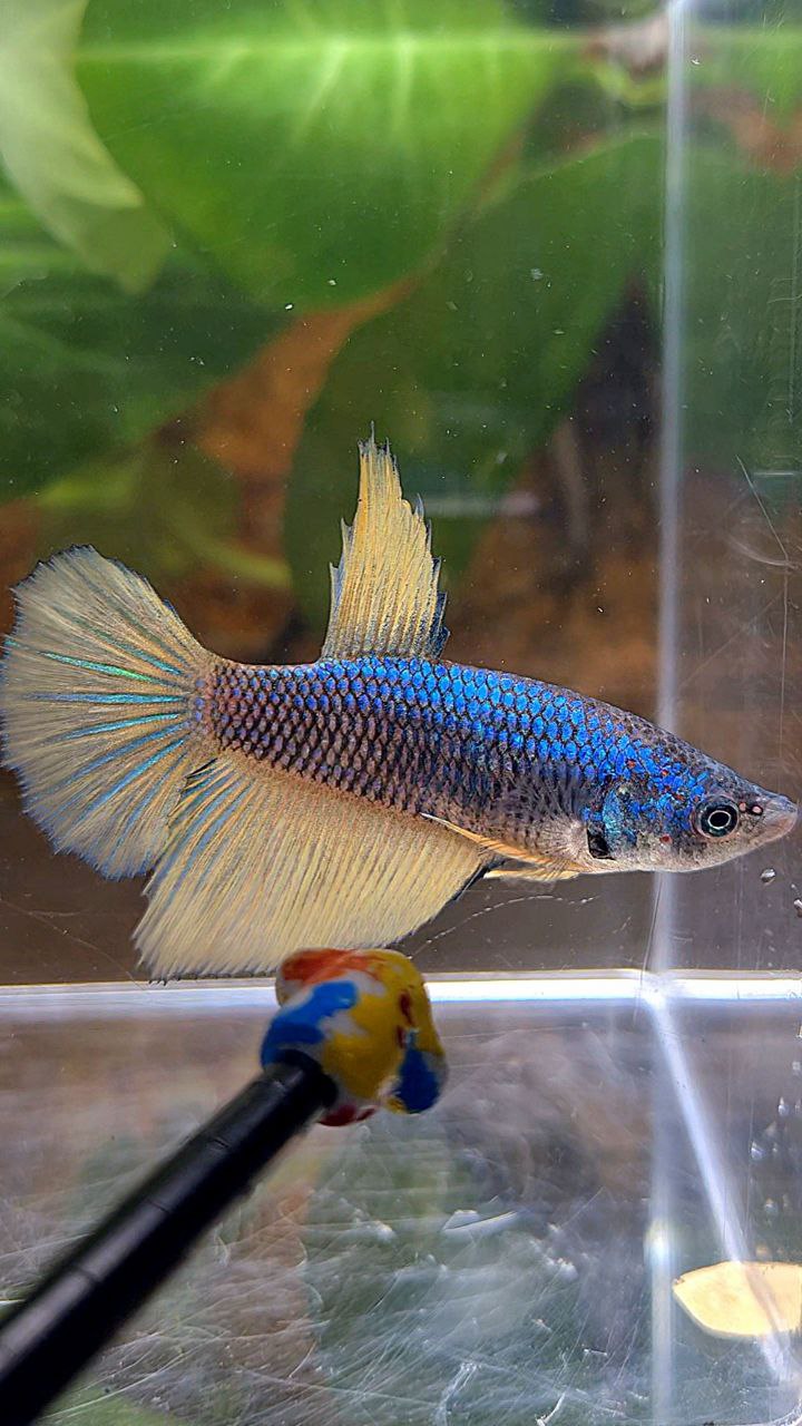 FEMALE HALFMOON BLUE YELLOW MUSTARD GAS BETTA FISH