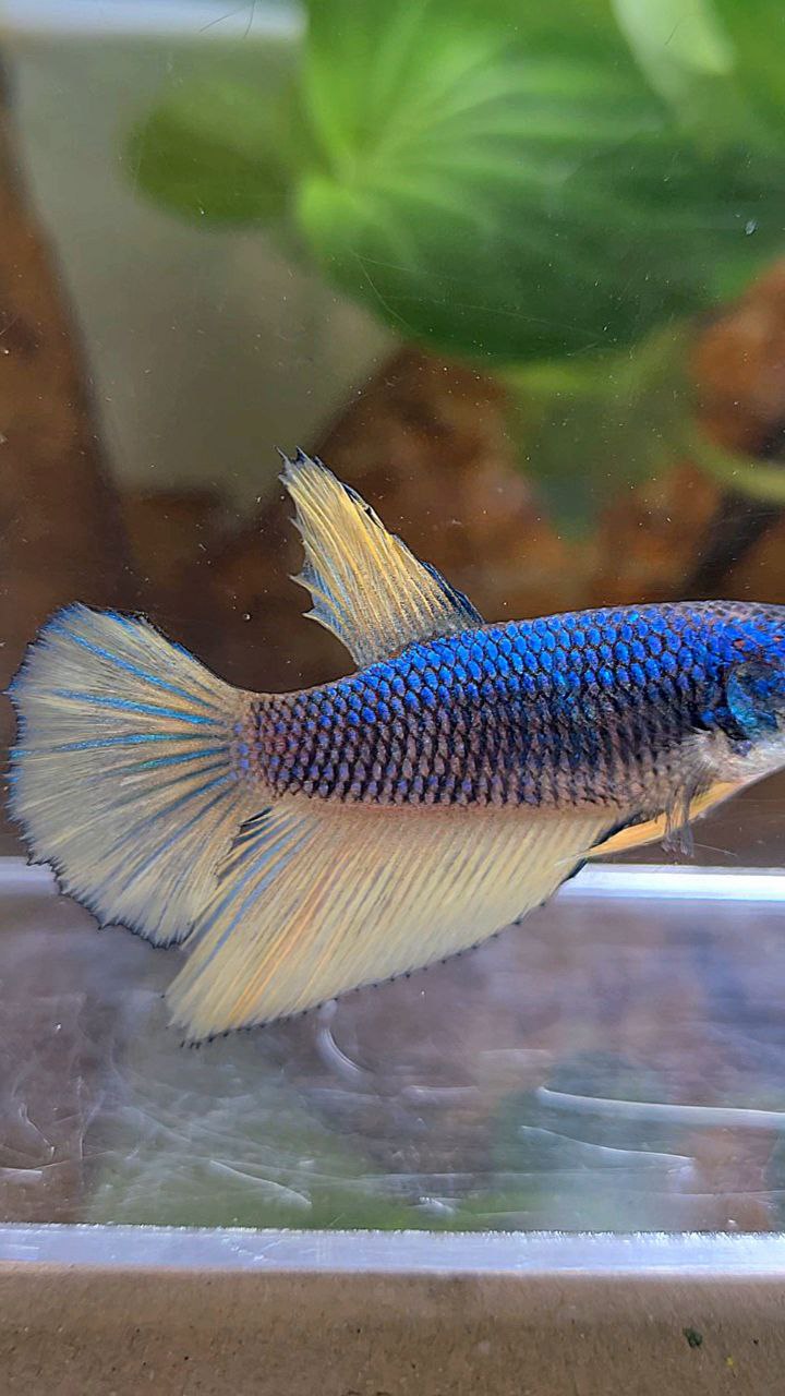 FEMALE HALFMOON BLUE YELLOW MUSTARD GAS BETTA FISH