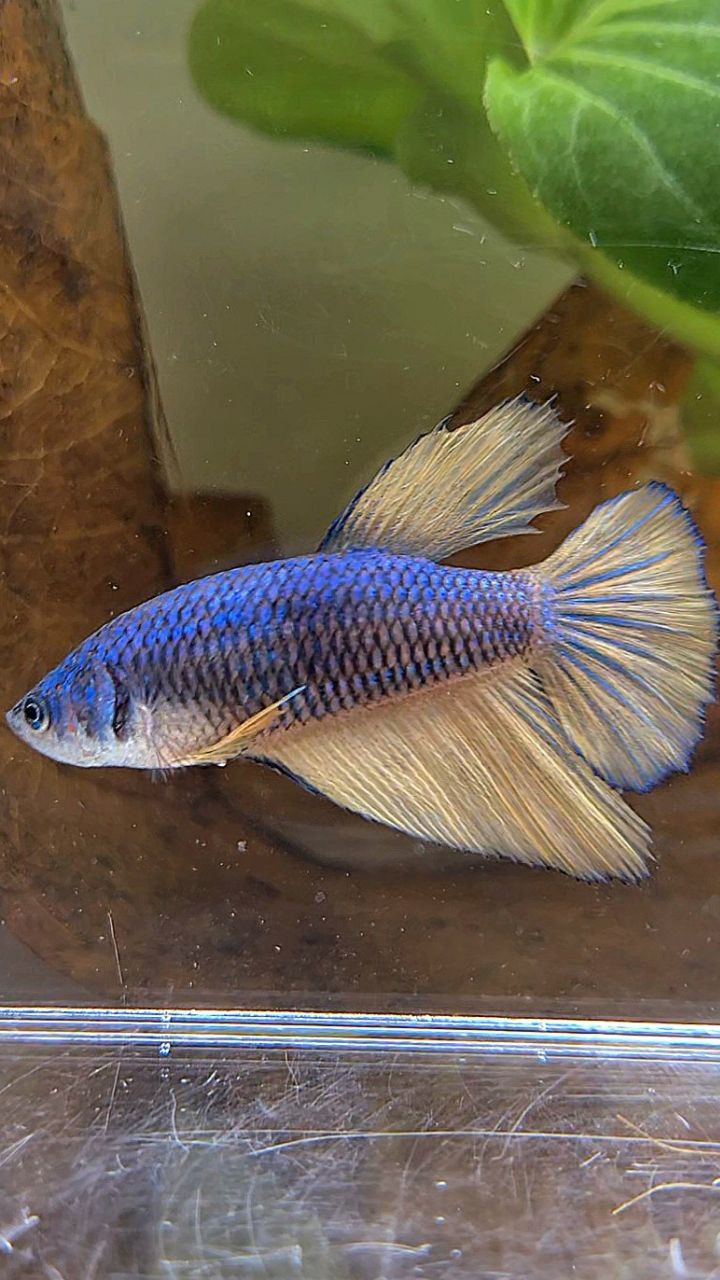 FEMALE HALFMOON BLUE YELLOW MUSTARD GAS BETTA FISH