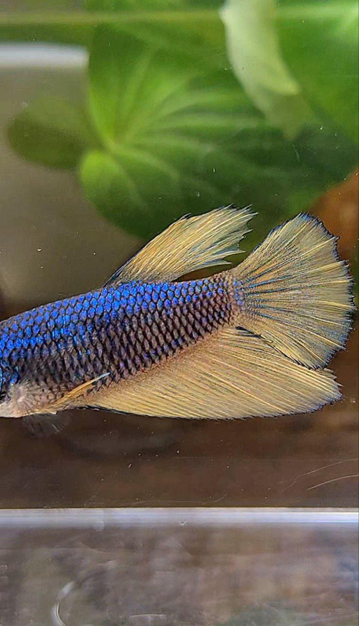 FEMALE HALFMOON BLUE YELLOW MUSTARD GAS BETTA FISH