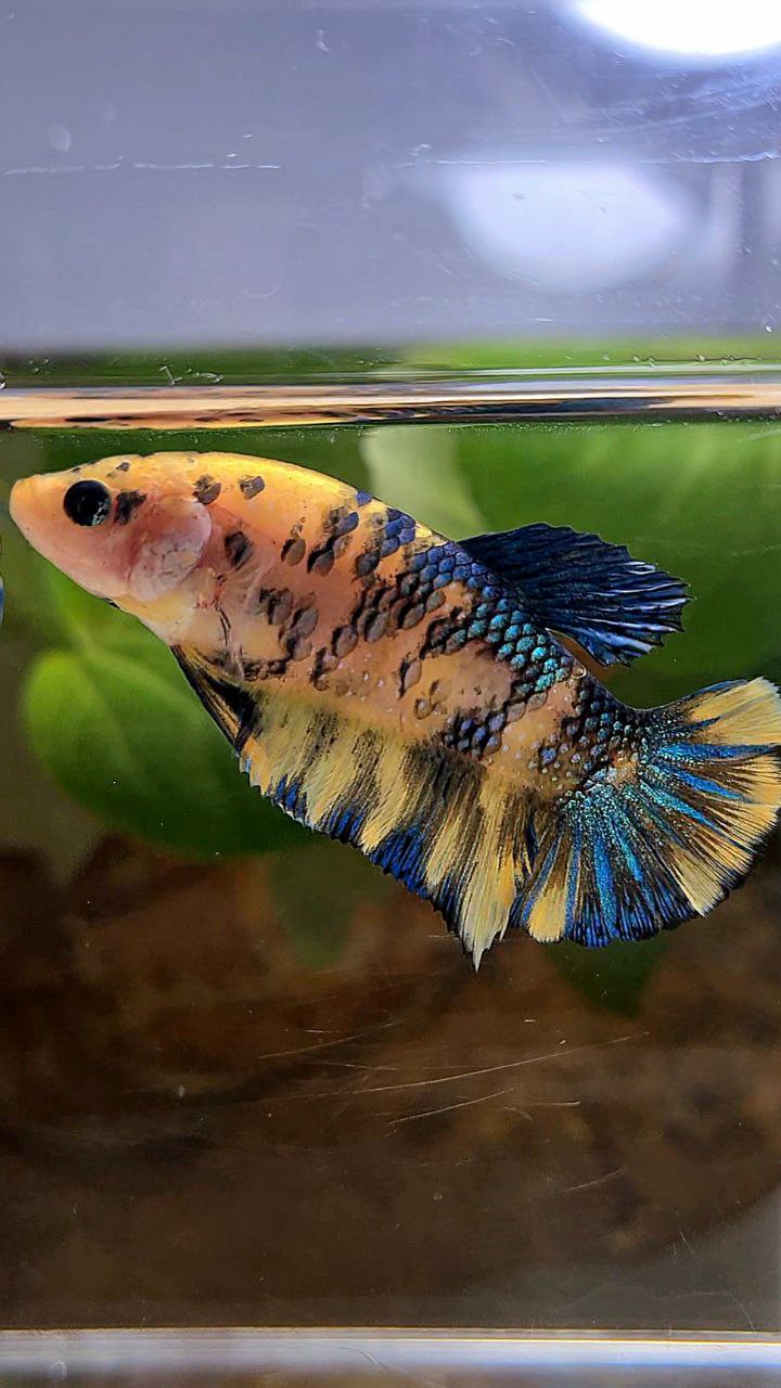 FEMALE PLAKAT YELLOW METTALIC BLUE MULTICOLOR BETTA FISH