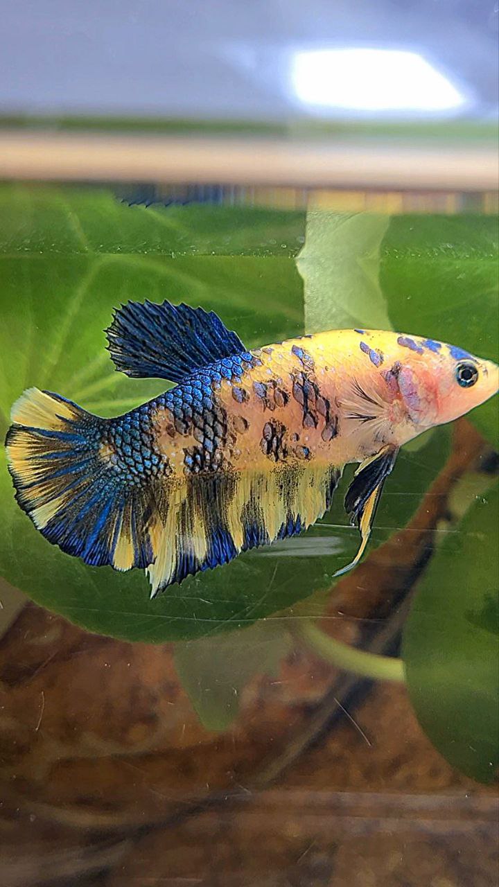 FEMALE PLAKAT YELLOW METTALIC BLUE MULTICOLOR BETTA FISH