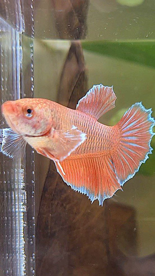 FEMALE HALFMOON BIG EAR ORANGE PINEAPPLE BETTA FISH