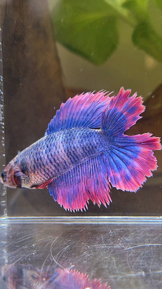 FEMALE HALFMOON DOUBLE TAIL PURPLE MASCOT BETTA FISH
