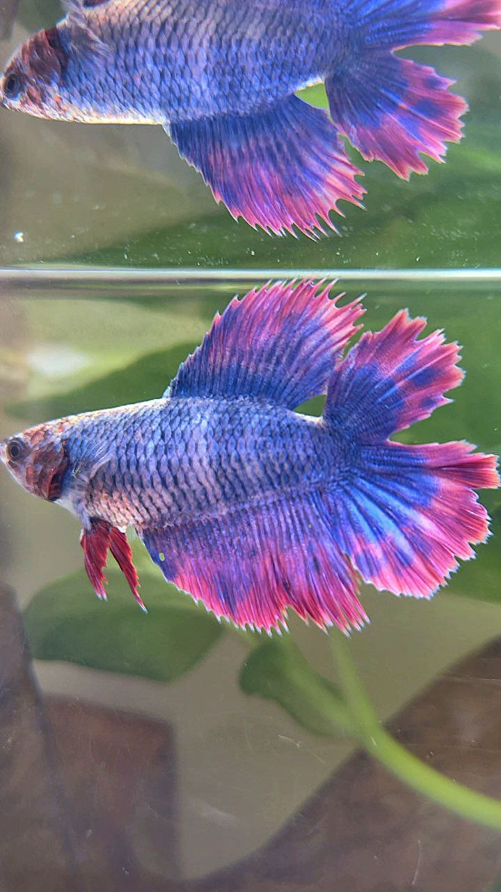 FEMALE HALFMOON DOUBLE TAIL PURPLE MASCOT BETTA FISH