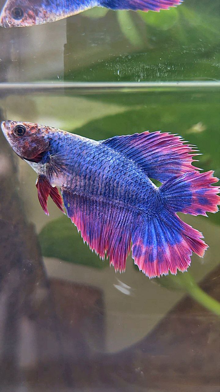 FEMALE HALFMOON DOUBLE TAIL PURPLE MASCOT BETTA FISH