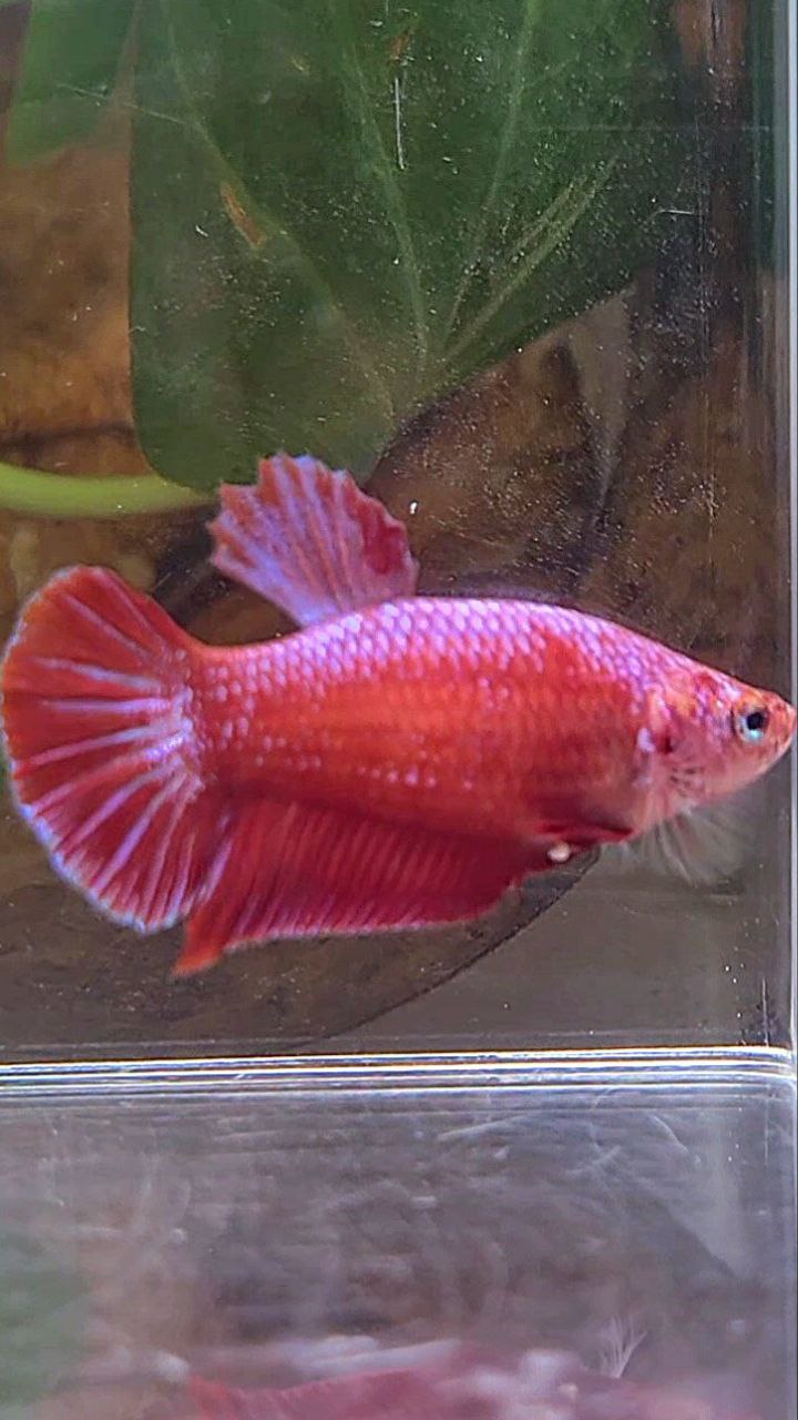 FEMALE PLAKAT RED PURPLE FANCY BETTA FISH