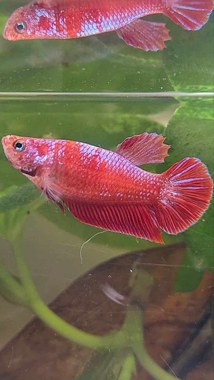 FEMALE PLAKAT RED PURPLE FANCY BETTA FISH