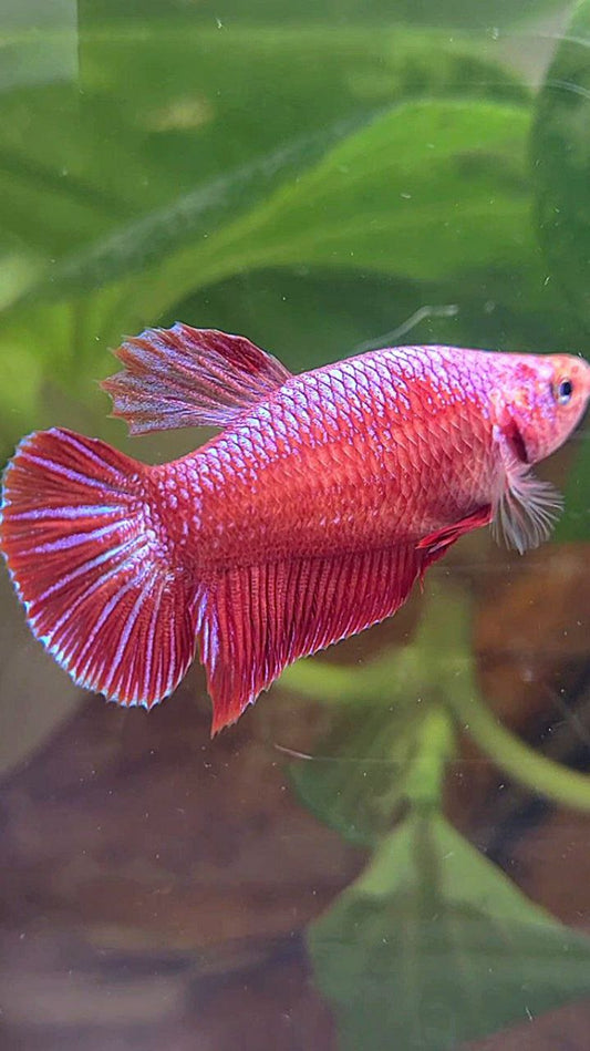 FEMALE PLAKAT RED PURPLE FANCY BETTA FISH
