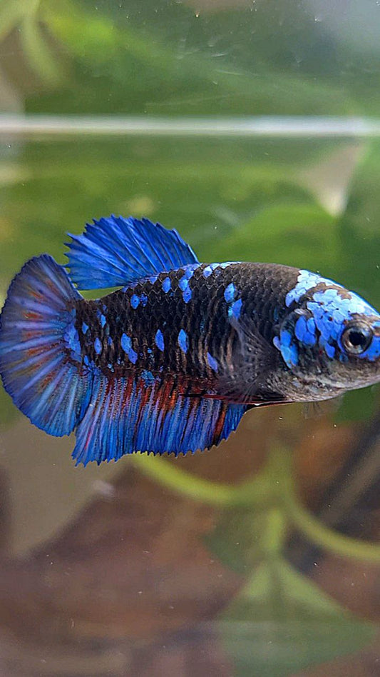 FEMALE PLAKAT BLACK GALAXY AVATAR BLUE BETTA FISH