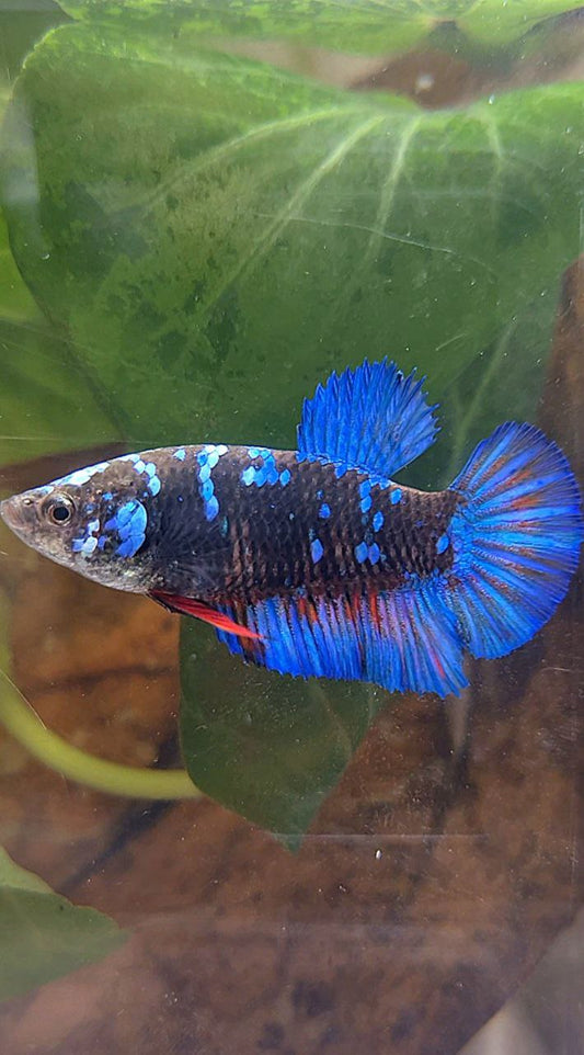FEMALE PLAKAT BLACK GALAXY AVATAR BLUE BETTA FISH