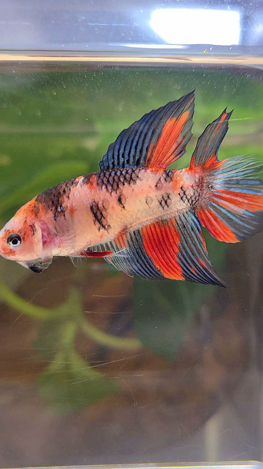 FEMALE VEILTAIL DOUBLE TAIL KOI MULTICOLOR BETTA FISH