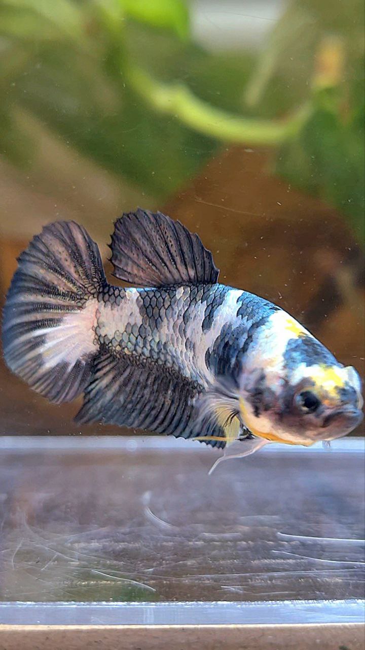 FEMALE PLAKAT WHITE COPPER YELLOW FANCY BLUE BETTA FISH