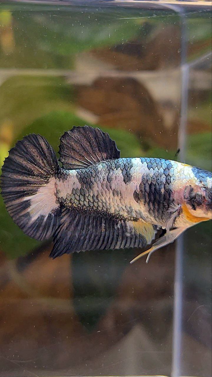 FEMALE PLAKAT WHITE COPPER YELLOW FANCY BLUE BETTA FISH