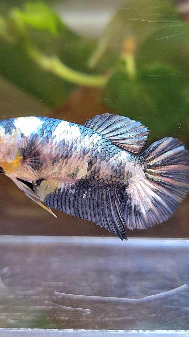 FEMALE PLAKAT WHITE COPPER YELLOW FANCY BLUE BETTA FISH