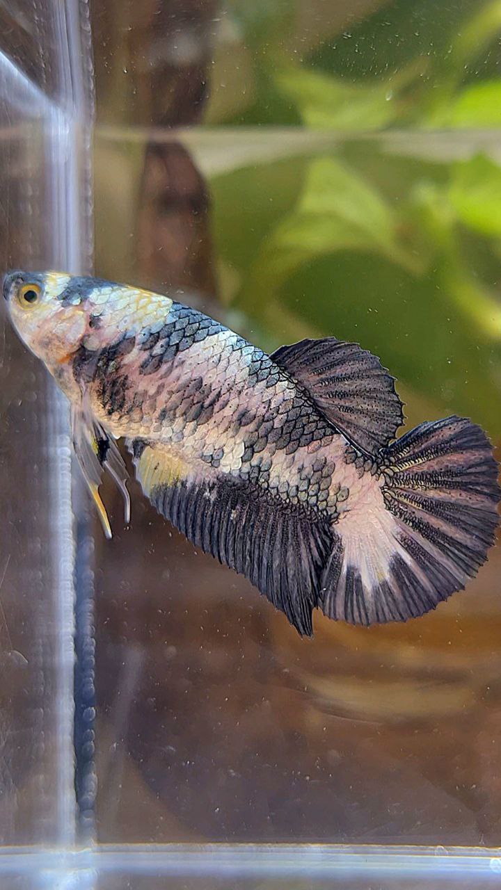 FEMALE PLAKAT WHITE COPPER YELLOW FANCY BLUE BETTA FISH