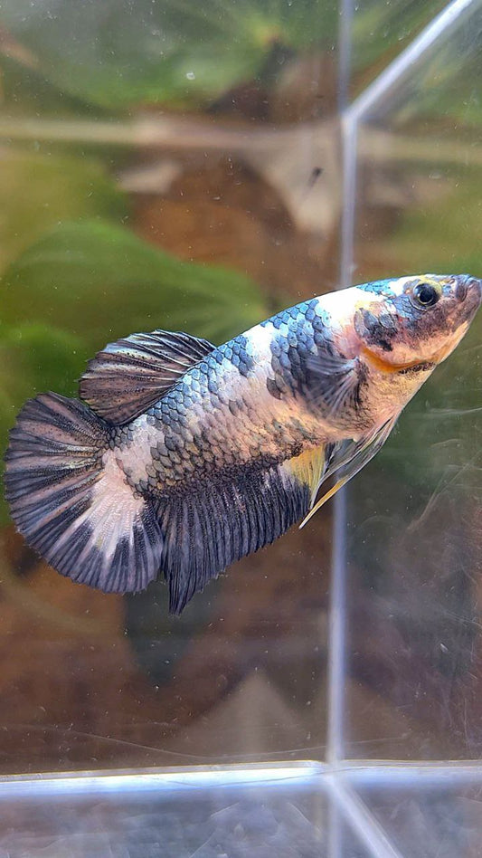 FEMALE PLAKAT WHITE COPPER YELLOW FANCY BLUE BETTA FISH