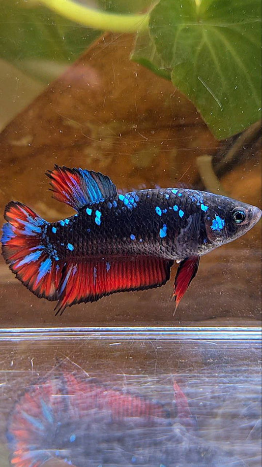 FEMALE PLAKAT BLACK GALAXY BLUE AVATAR VAMPIRE BETTA FISH