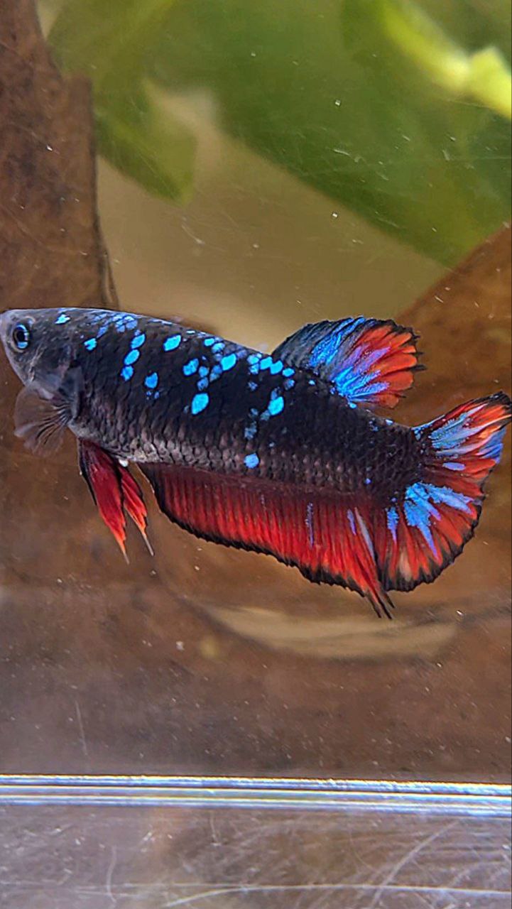 FEMALE PLAKAT BLACK GALAXY BLUE AVATAR VAMPIRE BETTA FISH