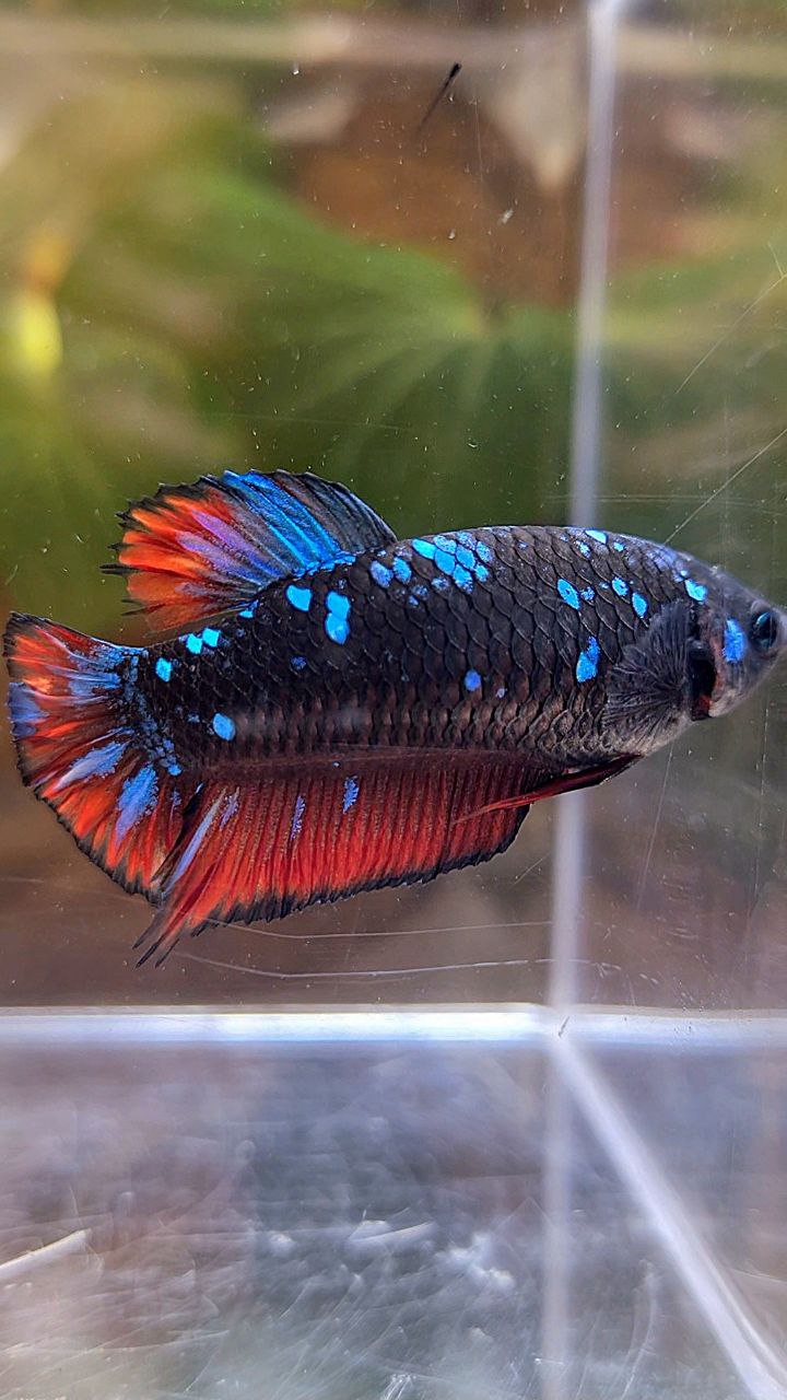 FEMALE PLAKAT BLACK GALAXY BLUE AVATAR VAMPIRE BETTA FISH