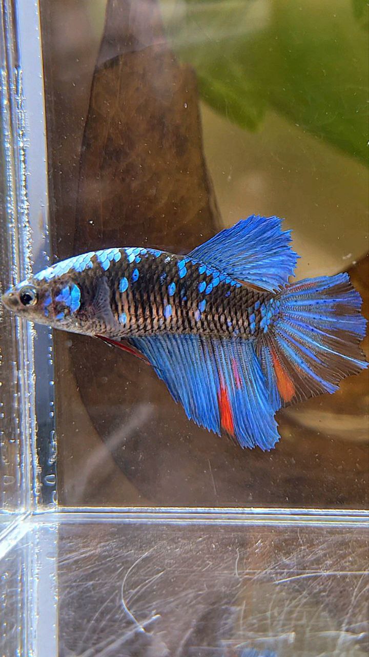 FEMALE HALFMOON BLACK GALAXY AVATAR BLUE BETTA FISH
