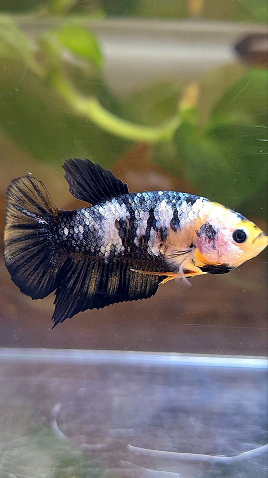 FEMALE PLAKAT YELLOW COPPER FANCY BETTA FISH