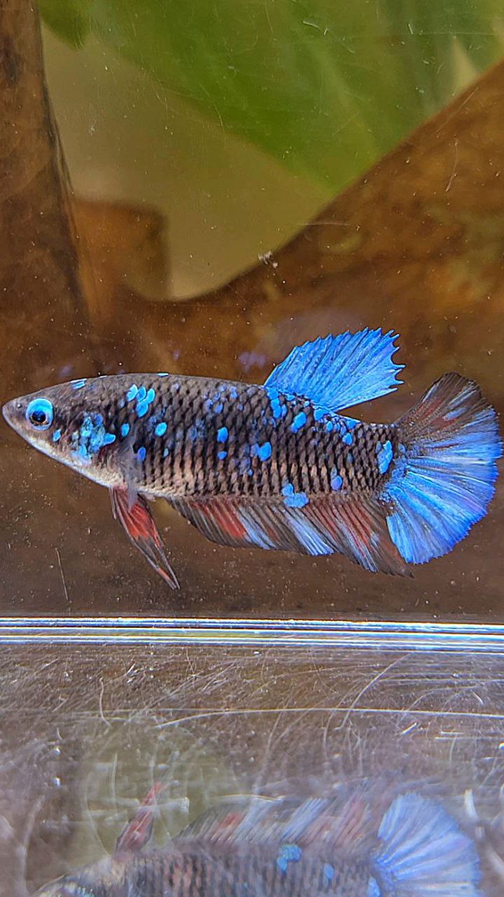 FEMALE PLAKAT BLACK GALAXY AVATAR BLUE BETTA FISH