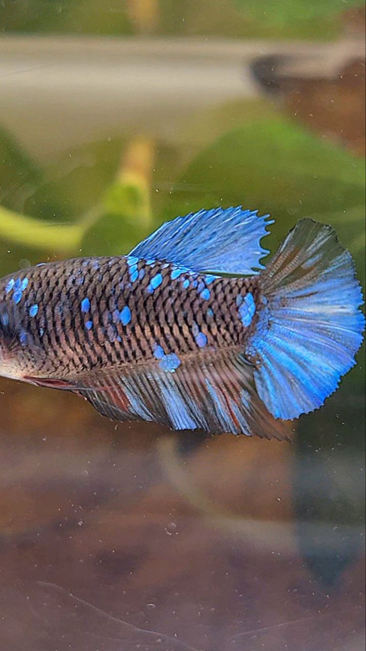 FEMALE PLAKAT BLACK GALAXY AVATAR BLUE BETTA FISH