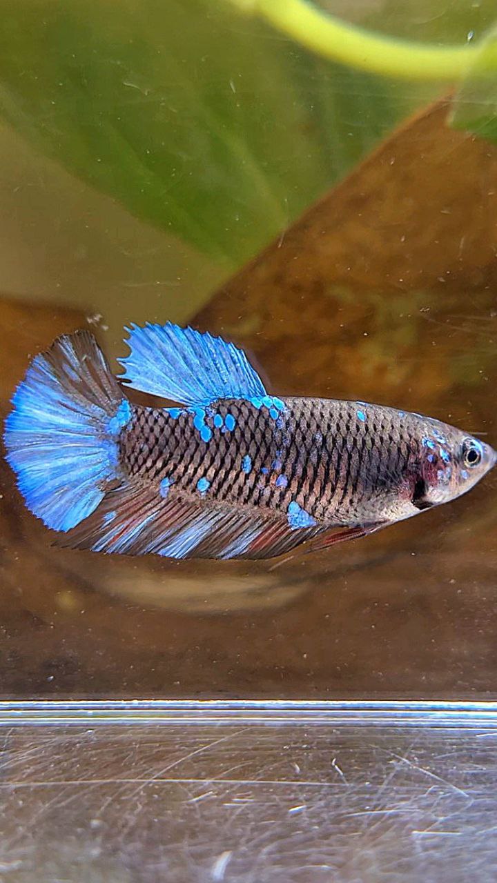 FEMALE PLAKAT BLACK GALAXY AVATAR BLUE BETTA FISH