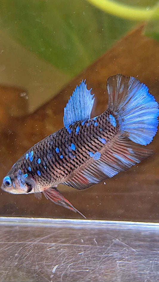 FEMALE PLAKAT BLACK GALAXY AVATAR BLUE BETTA FISH