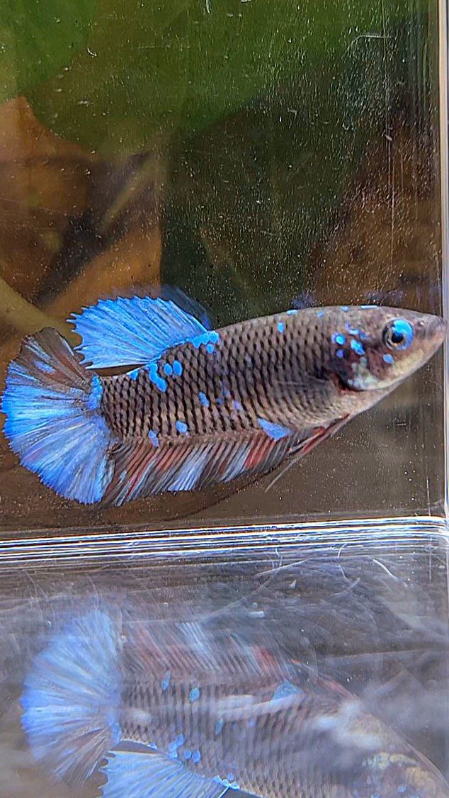 FEMALE PLAKAT BLACK GALAXY AVATAR BLUE BETTA FISH