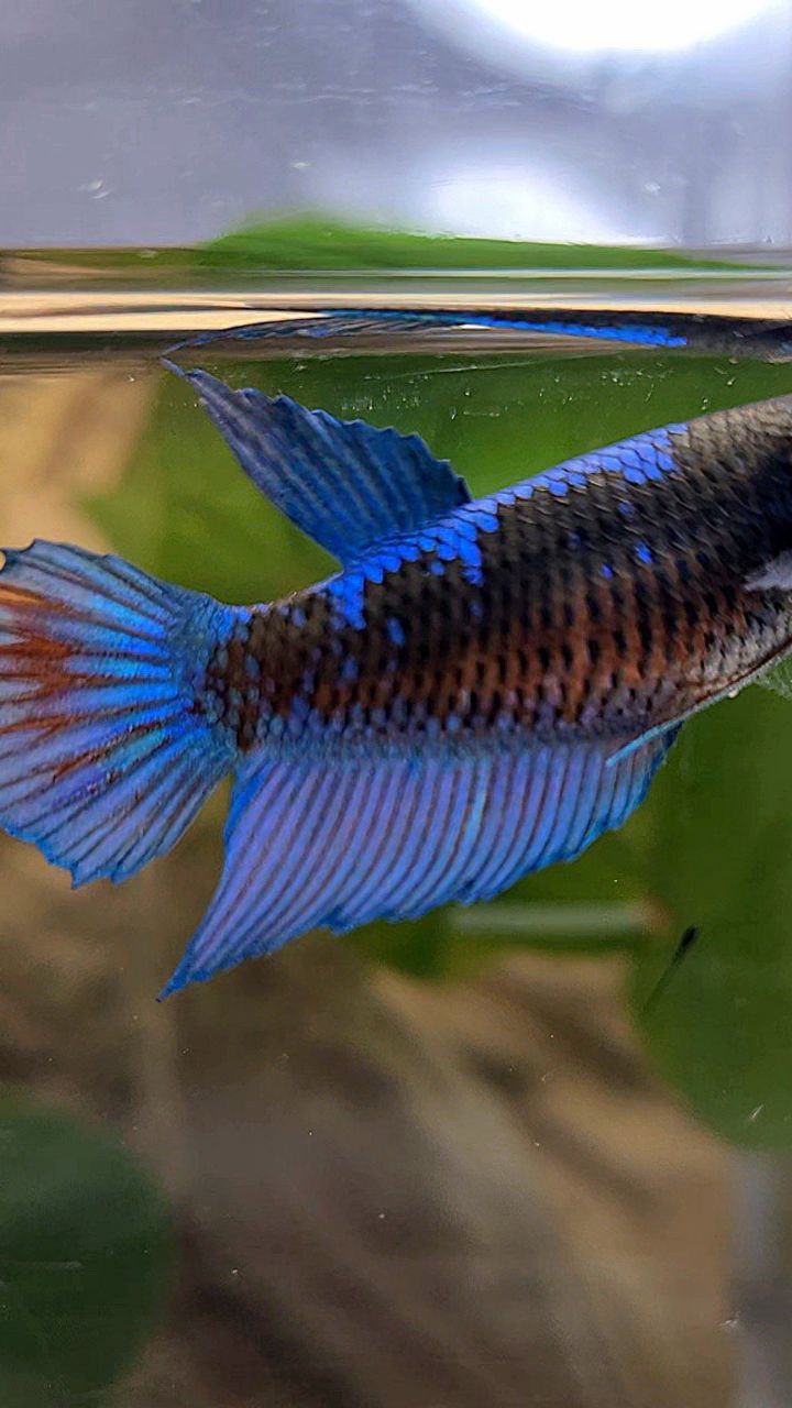 FEMALE VEILTAIL BLACK SAPPHIRE AVATAR BLUE BETTA FISH
