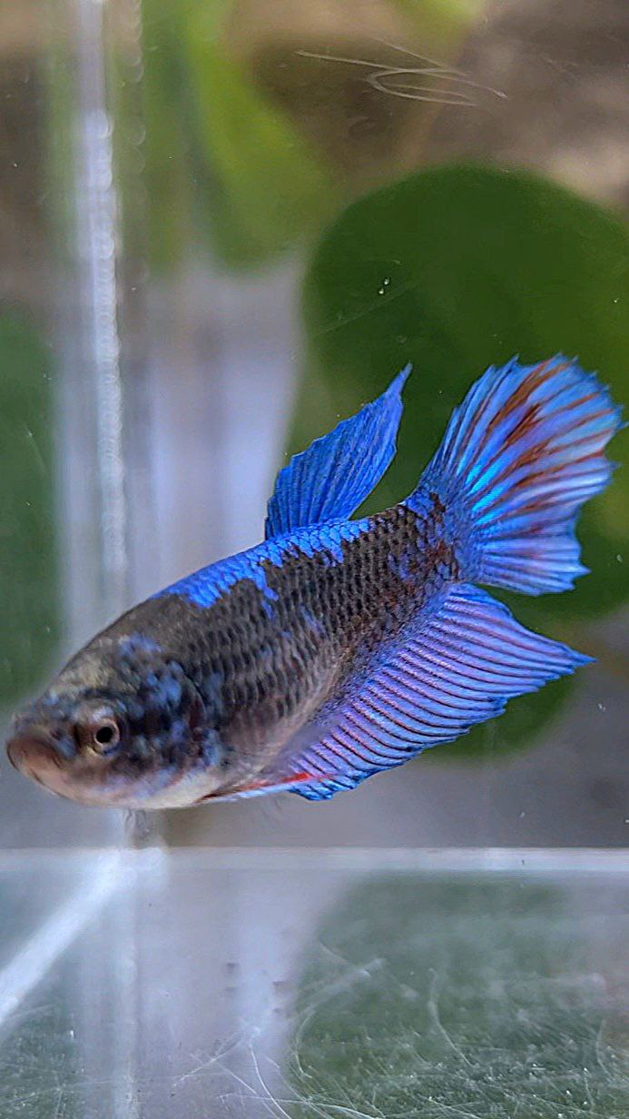 FEMALE VEILTAIL BLACK SAPPHIRE AVATAR BLUE BETTA FISH