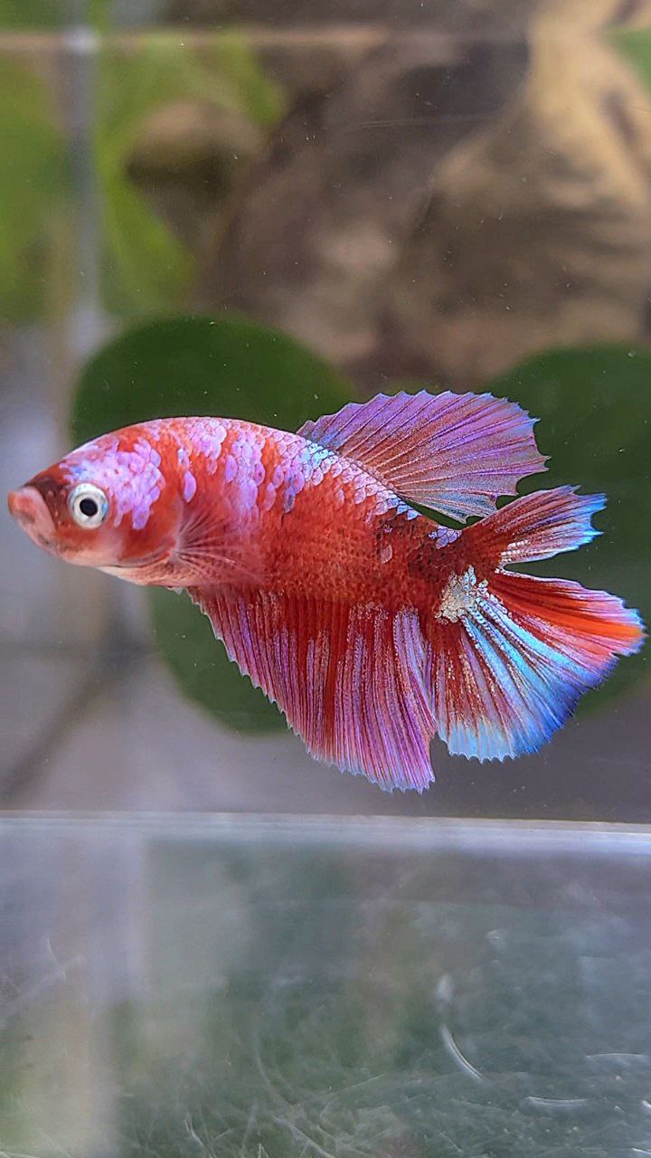 FEMALE HALFMOON DOUBLE TAIL BARONGSAI RED WHITE GALAXY MULTICOLOR BETTA FISH