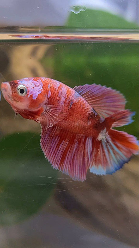 FEMALE HALFMOON DOUBLE TAIL BARONGSAI RED WHITE GALAXY MULTICOLOR BETTA FISH