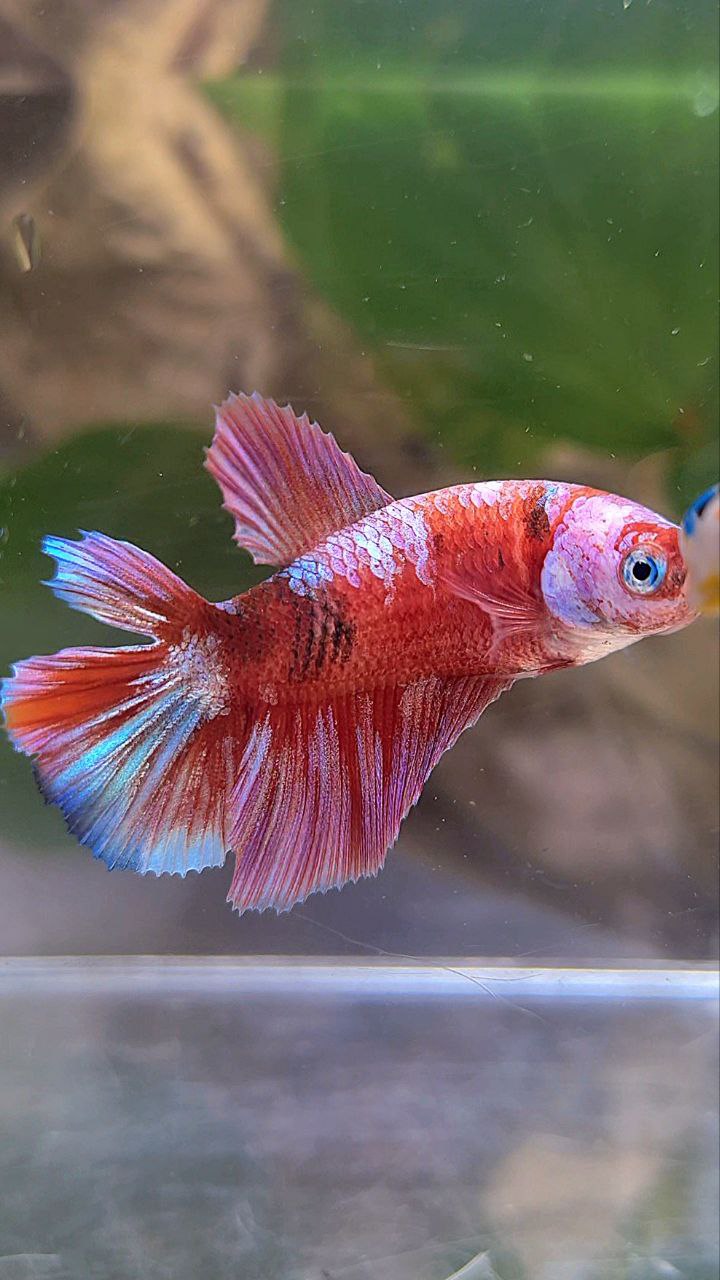 FEMALE HALFMOON DOUBLE TAIL BARONGSAI RED WHITE GALAXY MULTICOLOR BETTA FISH