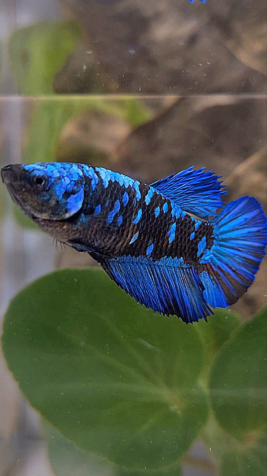 FEMALE HALFMOON BLACK GALAXY AVATAR BLUE BETTA FISH