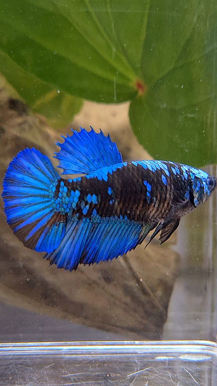 FEMALE HALFMOON BLACK GALAXY AVATAR BLUE BETTA FISH