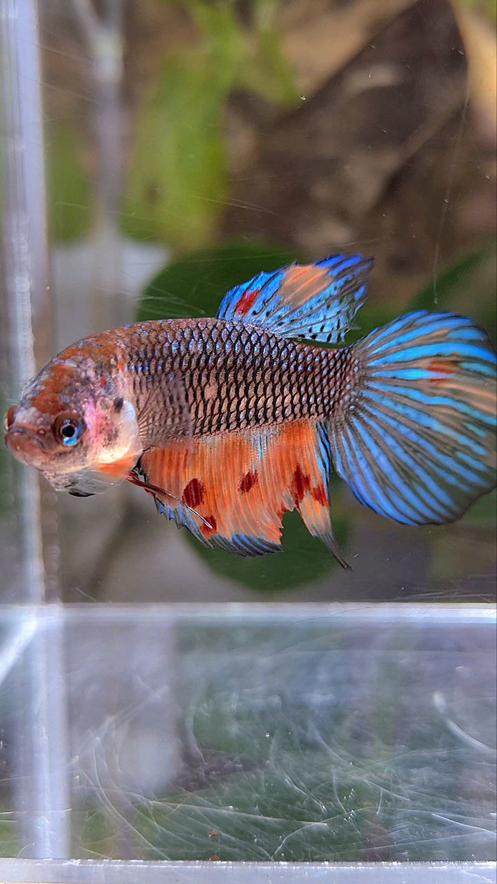 FEMALE VEILTAIL DARK NEMO METTALIC MULTICOLOR BETTA FISH