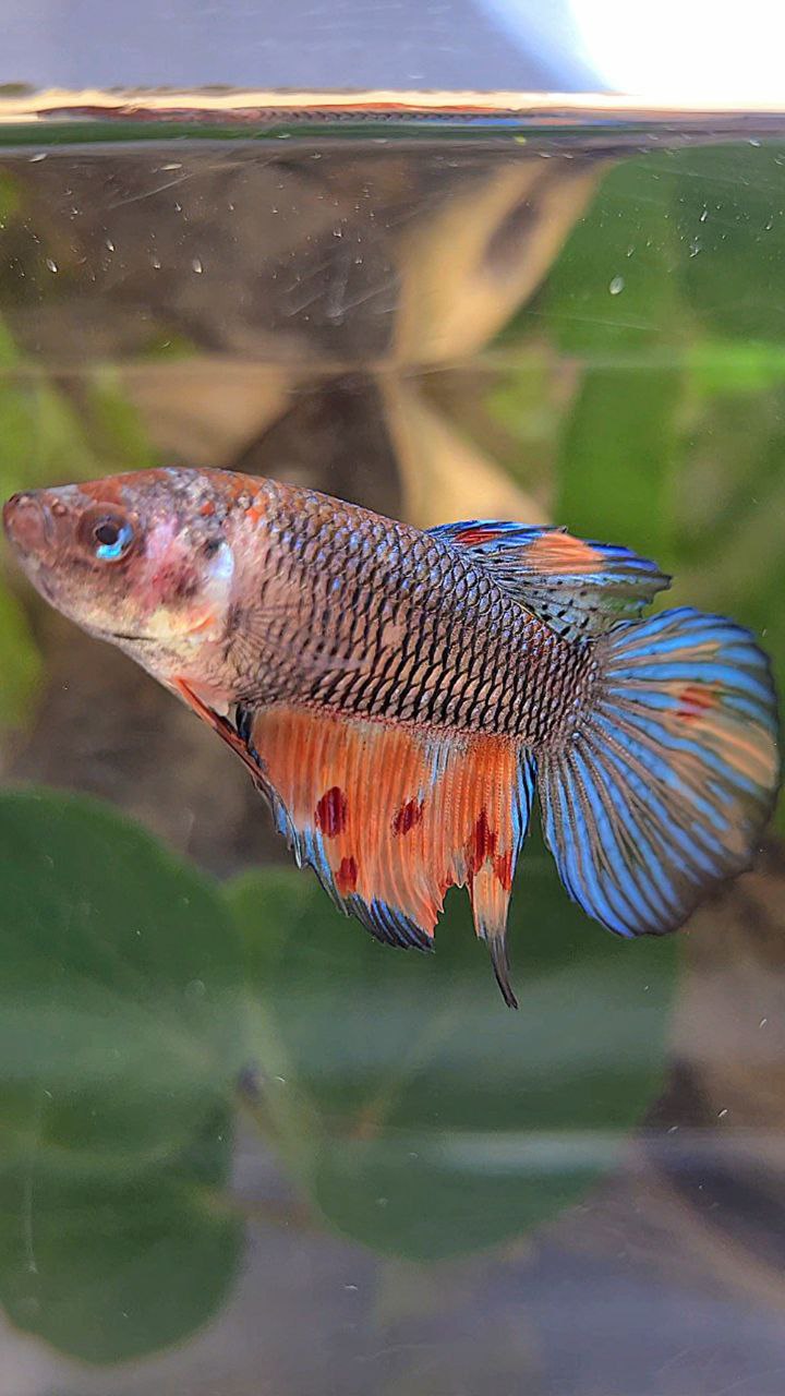 FEMALE VEILTAIL DARK NEMO METTALIC MULTICOLOR BETTA FISH
