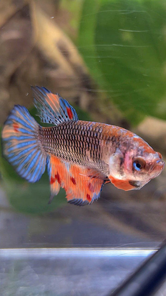 FEMALE VEILTAIL DARK NEMO METTALIC MULTICOLOR BETTA FISH