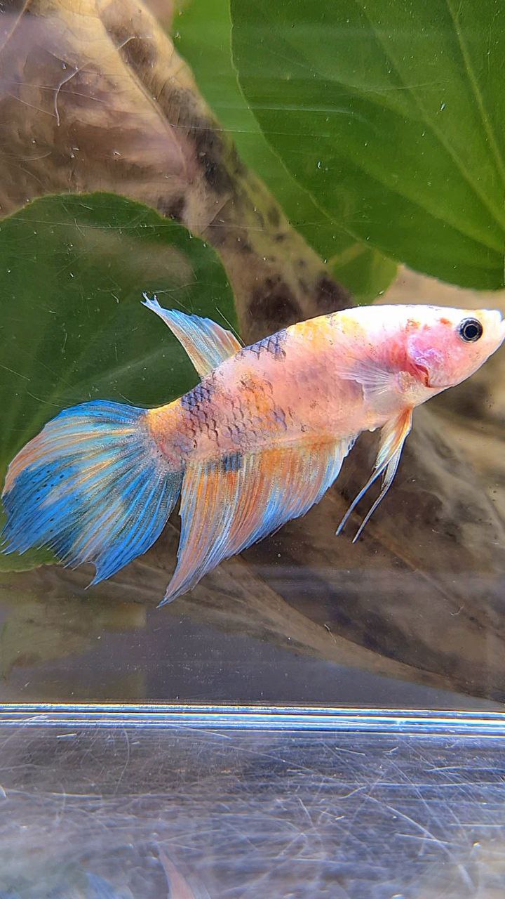 FEMALE VEILTAIL KOI YELLOW BLUE MULTICOLOR BETTA FISH