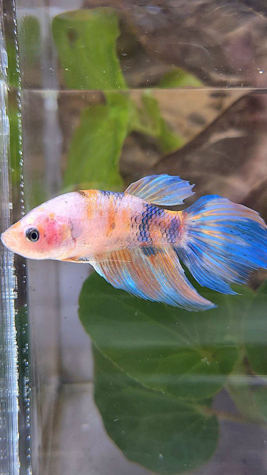 FEMALE VEILTAIL KOI YELLOW BLUE MULTICOLOR BETTA FISH