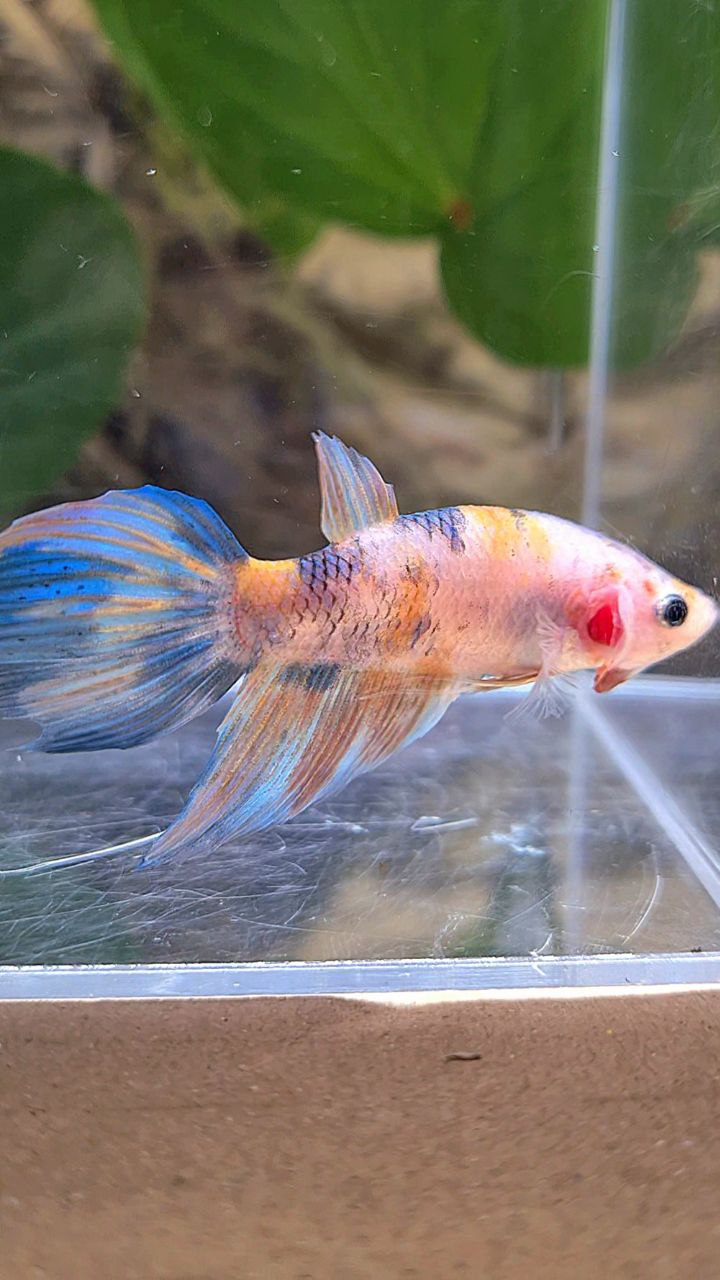 FEMALE VEILTAIL KOI YELLOW BLUE MULTICOLOR BETTA FISH